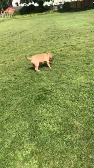 Olde Tyme Bulldogge pup