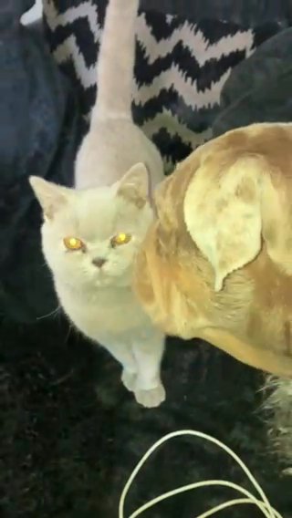 Older Lilac British Short Hair Kitten