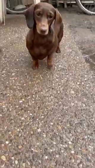 Dachshund Miniature