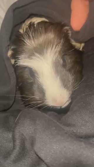 guinea pigs