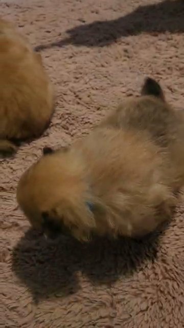 pomeranian puppies 2 girls 2 boys