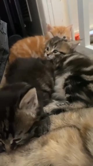 Main Coone Cross Kittens