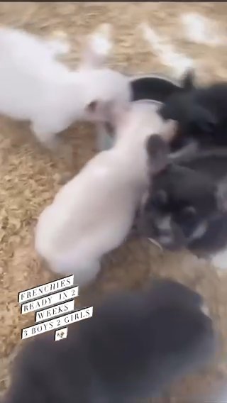 French Bulldogs Ready Now