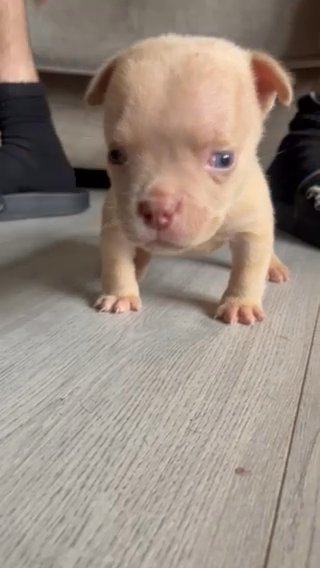 Fawn Boy Micro Bully