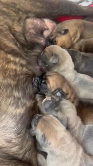 Cane Corso Pups