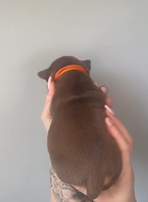 female American bully