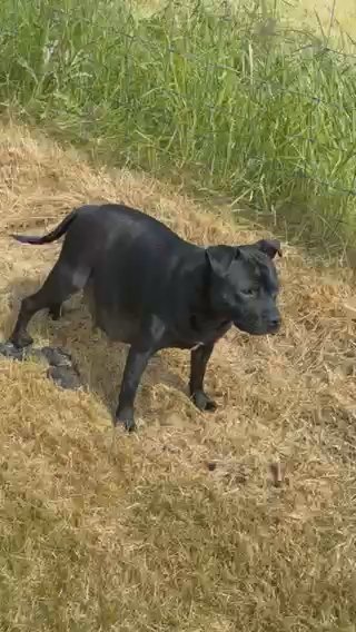 Black To Blue Staffy Pups