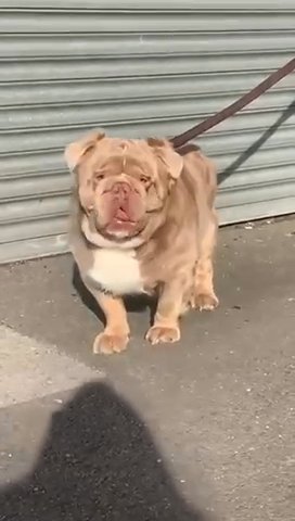 FLUFFY ENGLISH BULLDOG STUD