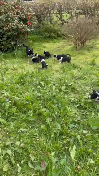 border collies
