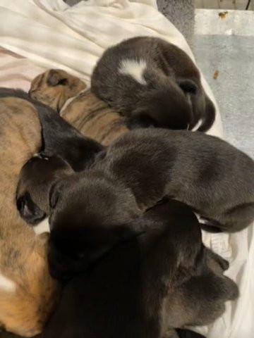 Cane corso cross Staffy pups