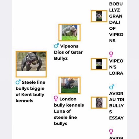 American Pocket Bully