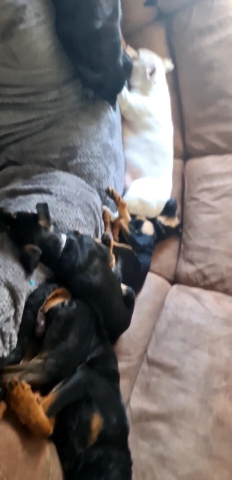 rottie x Collie
