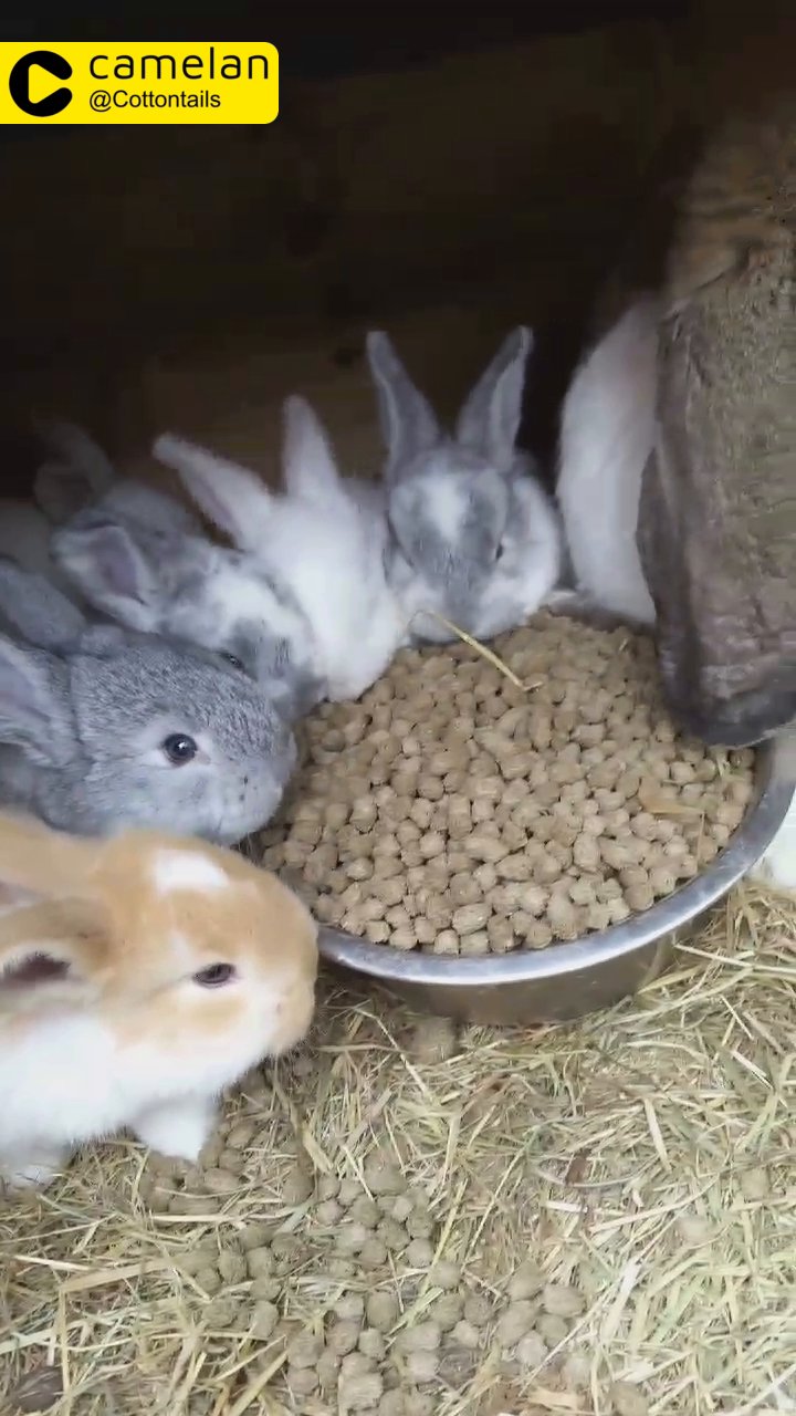 Giant French Lop babies