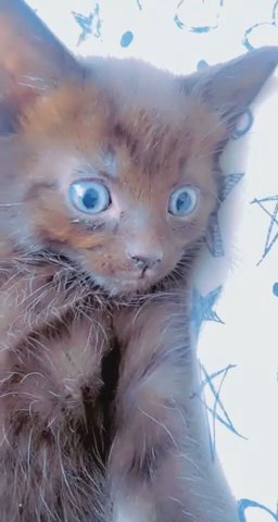 baby kitten