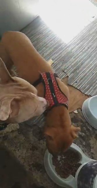 ABKC American Bully