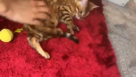 ACTIVE TICA GOLDEN GLITTER GENE PURE PEDIGREE