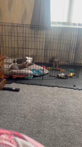 Kc registered French bulldog puppies