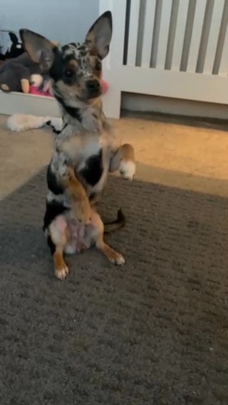 Merle Chihuahua