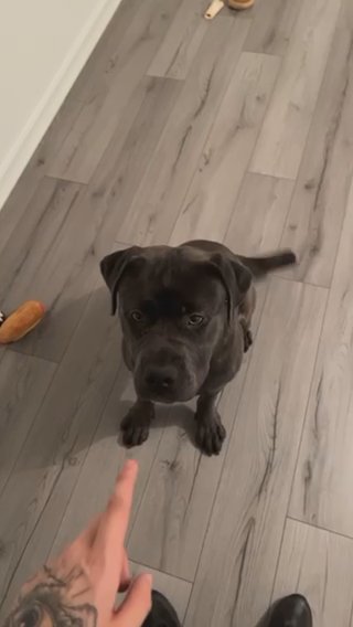 Cane Cosmo