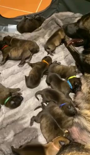 Dutch Herder X Belgian Malinois