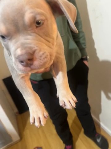 Pocket Bully Puppy
