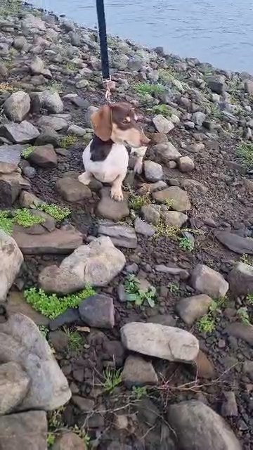 Piebald Miniature Dachshund Stud