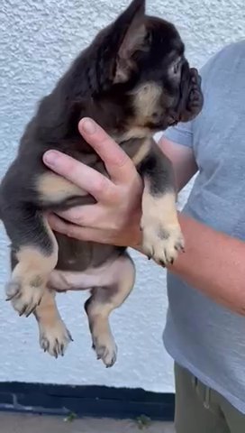 Quality choc tan visual fluffy FEMALE?‍?