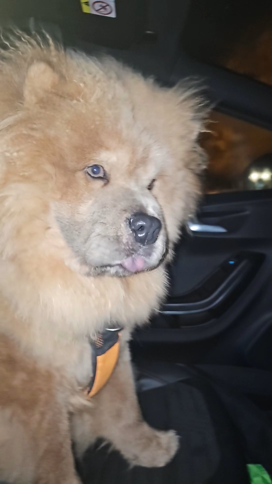 10 month old male chow chow