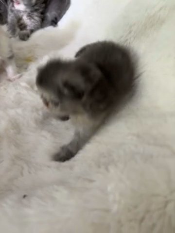 Ultra Flat Face persian Kittens