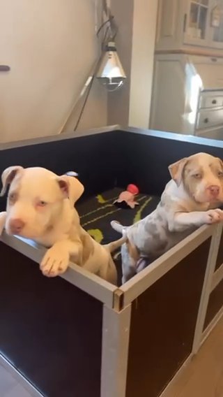 Merle pocket bullies
