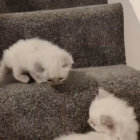 stunning ragdoll kittens