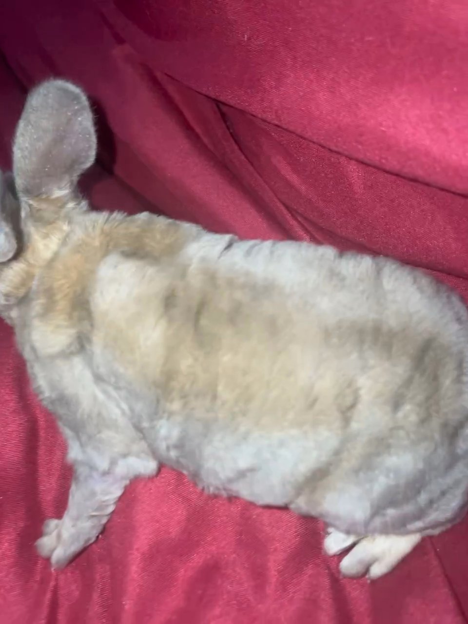 Rex bunnies