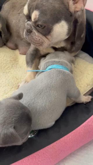 Chunky French Bulldogs