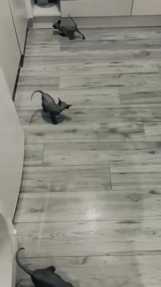 KITTENS SPHYNX