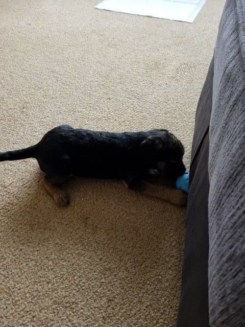 Border Terrier for Sale