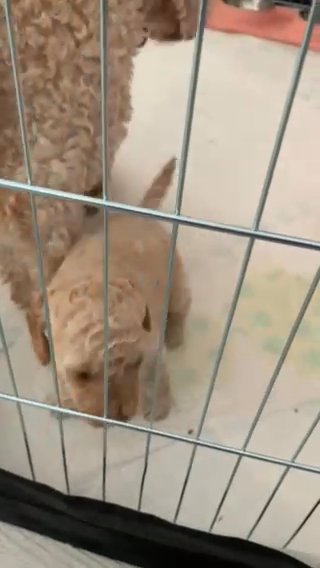 F1b Labradoodle Puppies