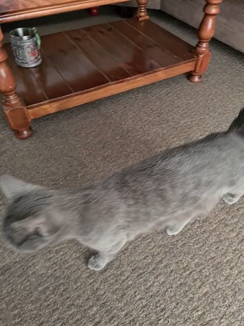 Russian shorthair