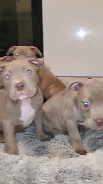 6 Pure Lilac Pocket Bully Pups