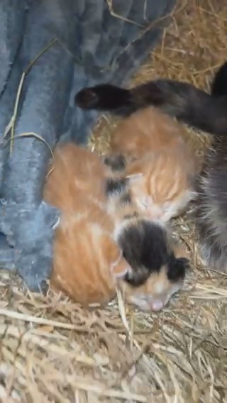 4 kittens needing to go to a lovely home