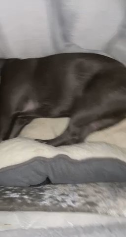 French bulldog for sale