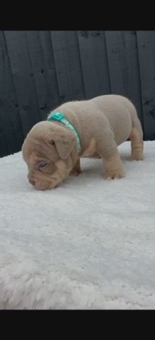 MALE LILAC TRI POCKET/MICRO BULLY