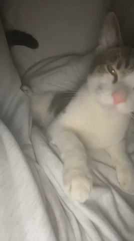 Neutered + Vaccinated Cat For Sale Botlon