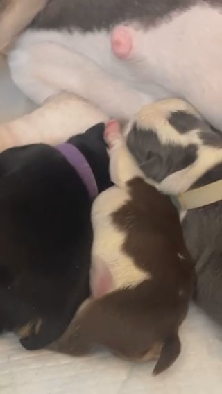 Bulldogs