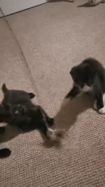Kittens