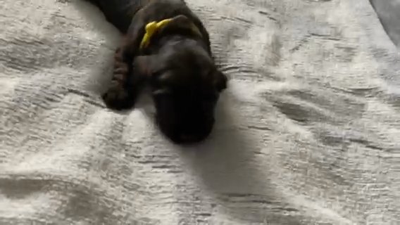 Cocker Spaniel Puppies