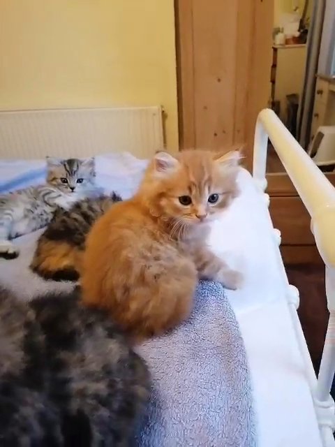 Fluffy 3/4 Persian kittens
