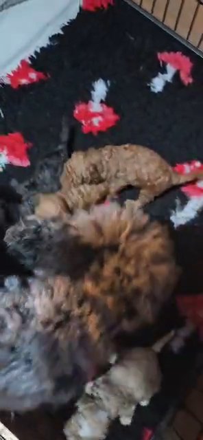 stunning Yorkiepoo's and cockapoos 2 litters