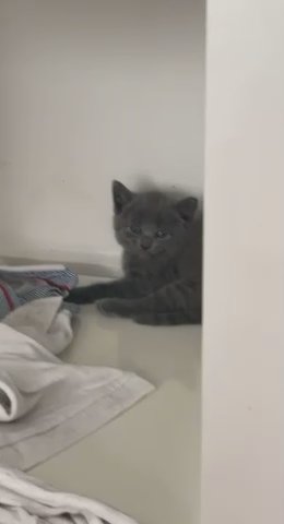 Russian Blue Kittens