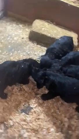COCKAPOO