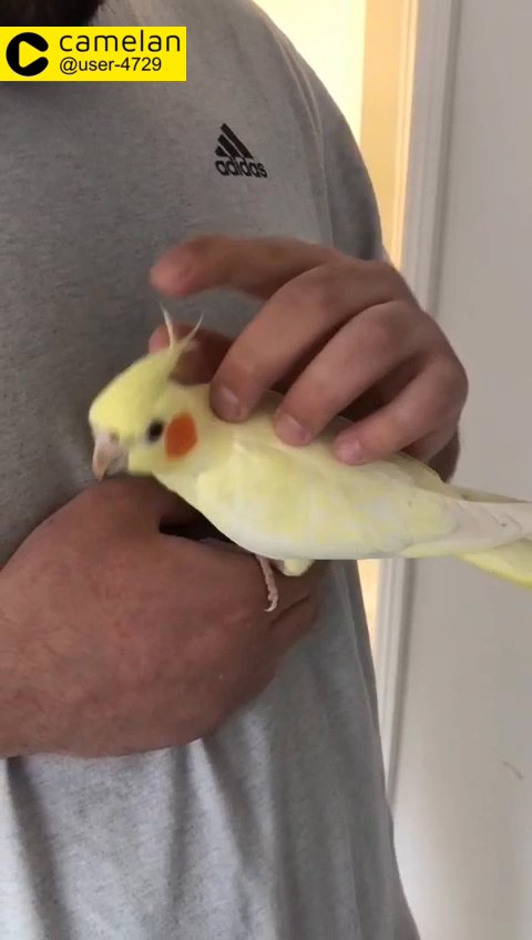 hand tamed lutino cockatiel